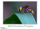Potter wasp